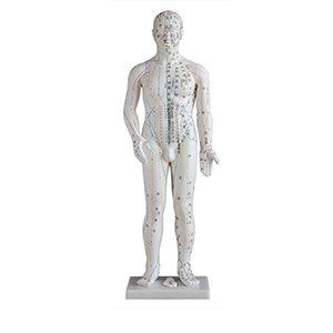 Male acupuncture model