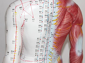 human acupuncture model