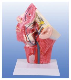 Head and facial vein model