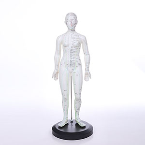 Female human acupuncture model