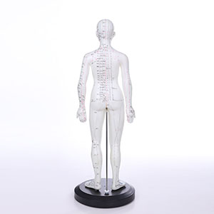 Medical human acupuncture model