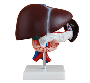 Hepatopancreatic duodenal model